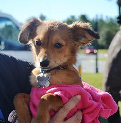 Pet adoptions at Nocatee Farmers Market