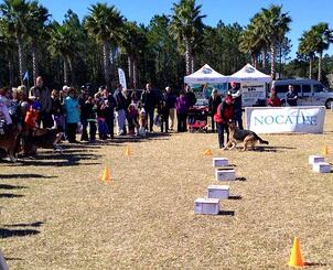 Nocatee Farmers Market Dog Obedience Demos