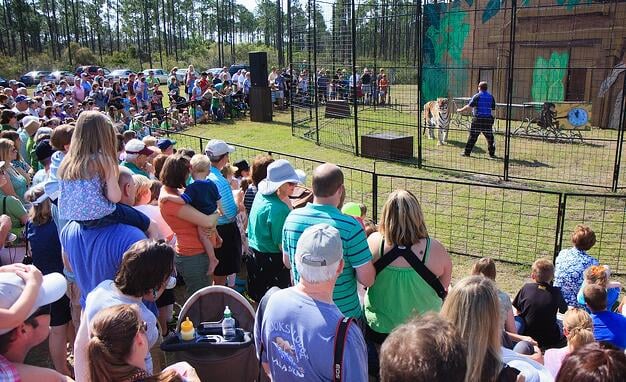 Nocatee Farmers Market Tiger Show