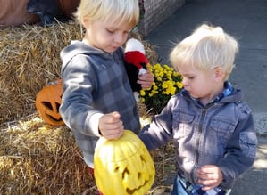 Picking up pumpkins at Halloween