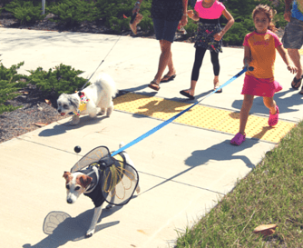 Dog walking at Nocatee Dog walking at Nocatee