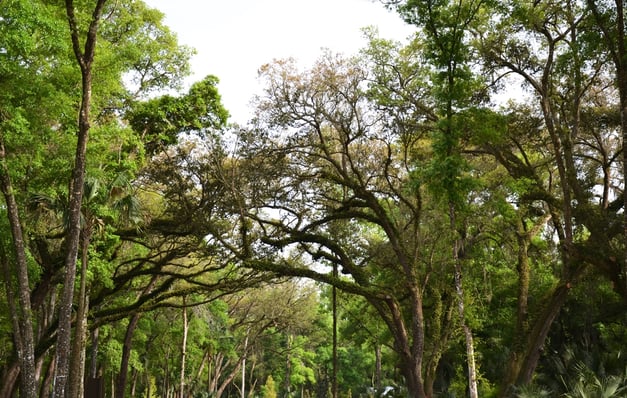 Old Oak Trees in Twenty Mile at Nocatee