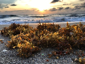 Morning Beach Walk